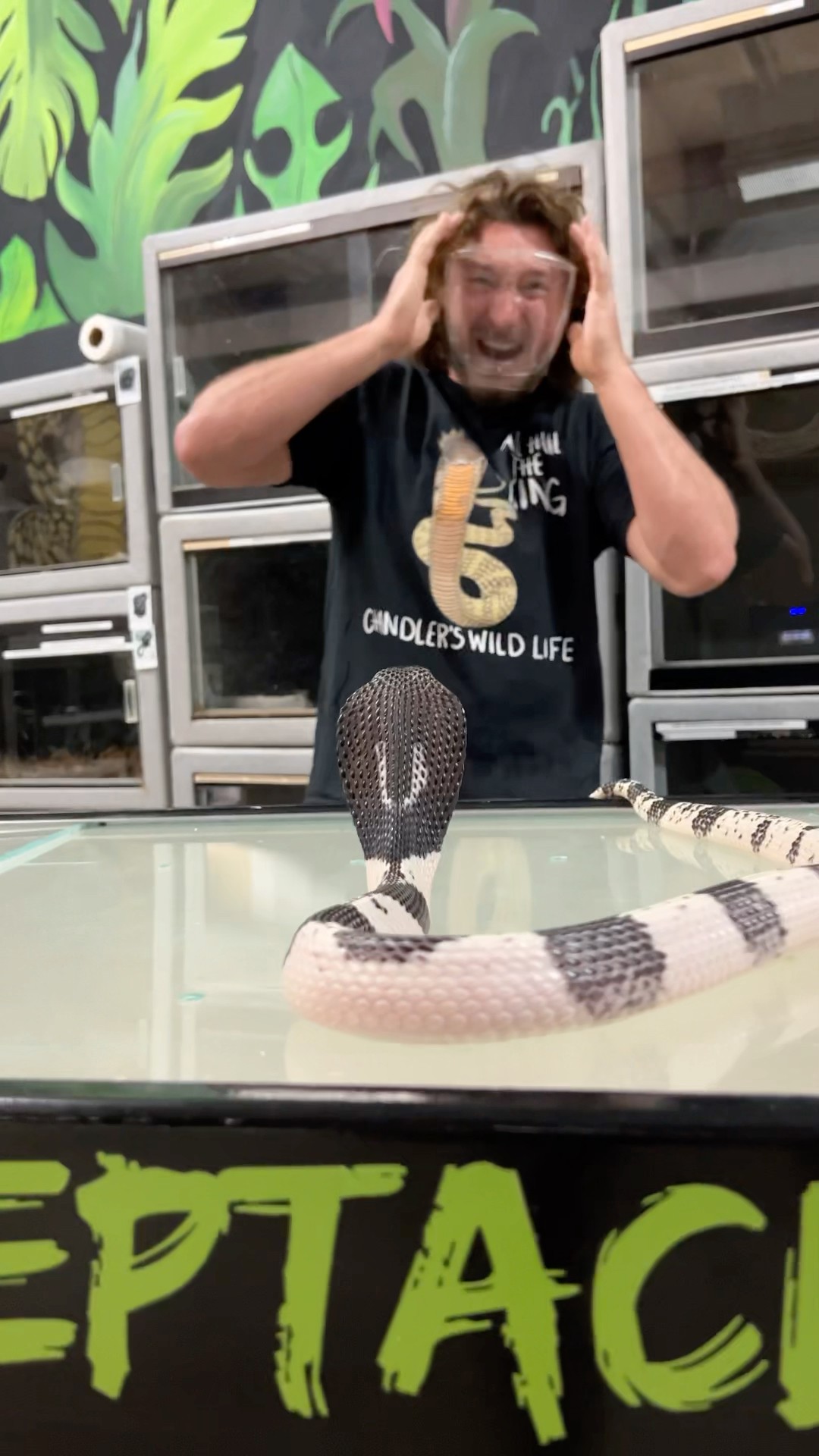 Cobra SPITS VENOM! #shorts #short #wildlife #nature #cobra #snake #animal – YouTube