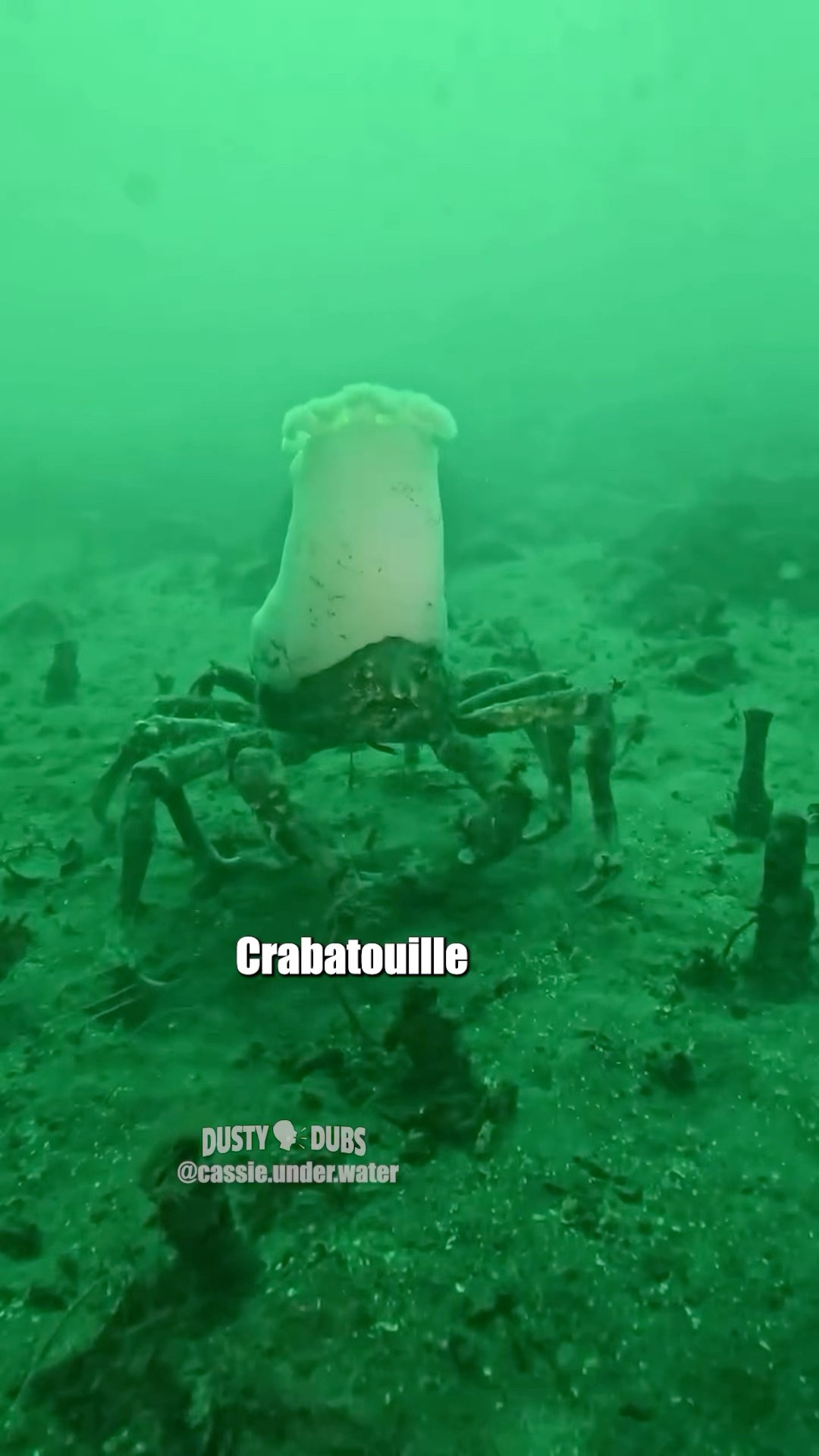 🦀👨🏻‍🍳 Crabatouille 🎥: cassie.under.water (IG) #shorts – YouTube
