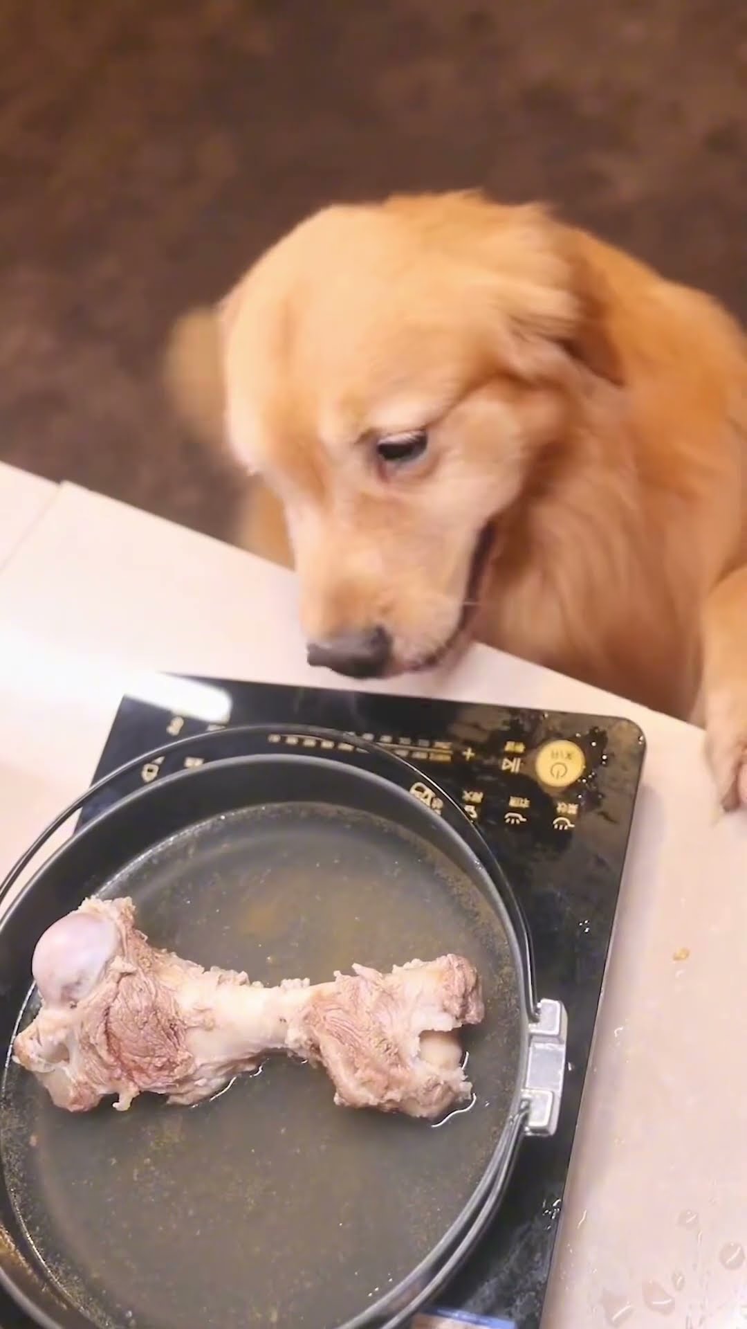 Golden Retriever Take Care for His Family #shorts #dogs – YouTube