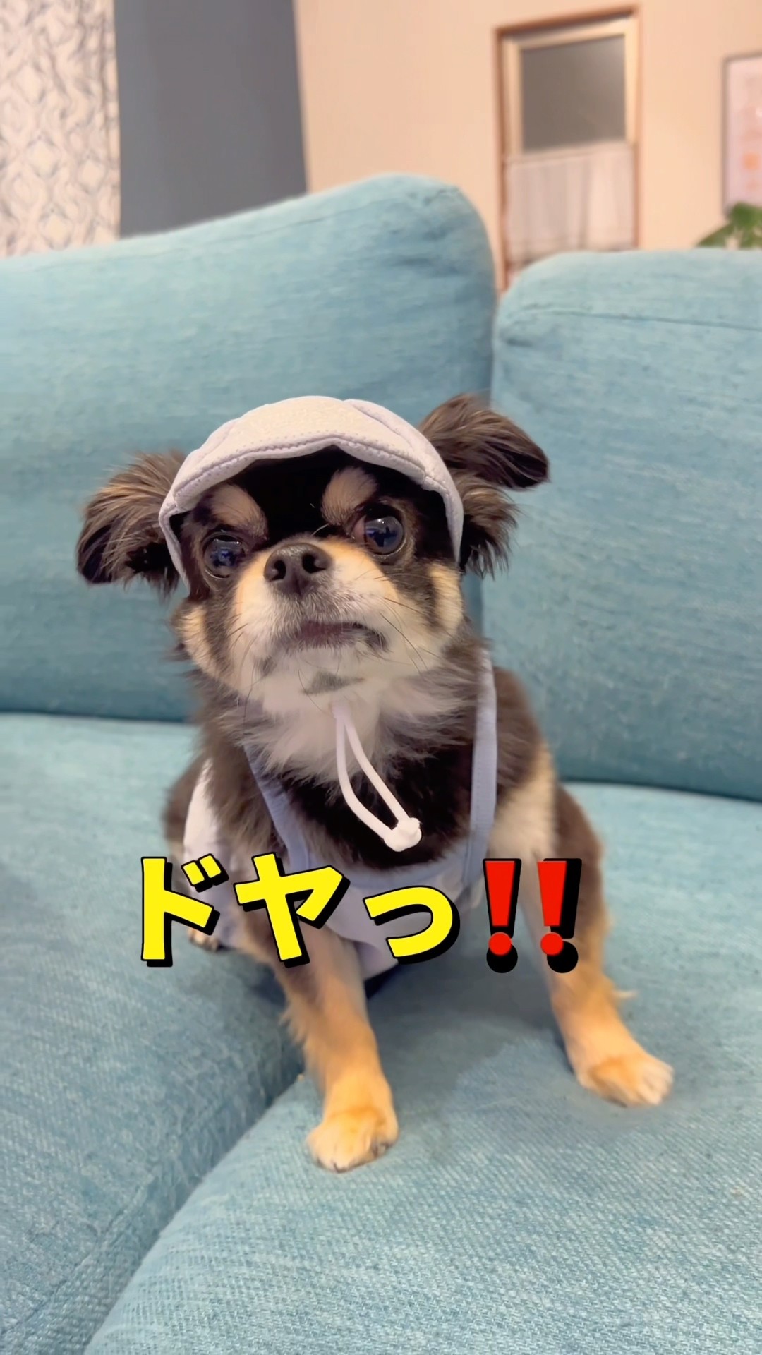 スリコのキャップがかわいすぎる🐶❤️#柴犬 #チワワ #shorts – YouTube