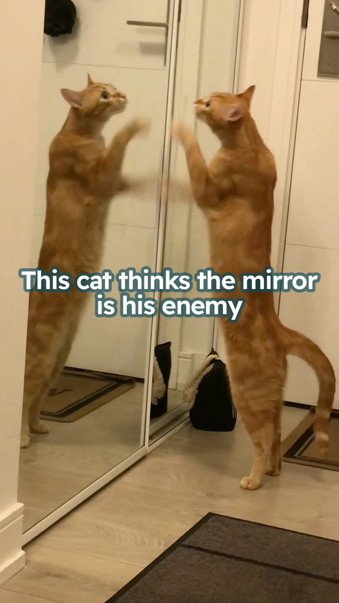 Cat thinks mirror is his enemy😼 #shorts – YouTube