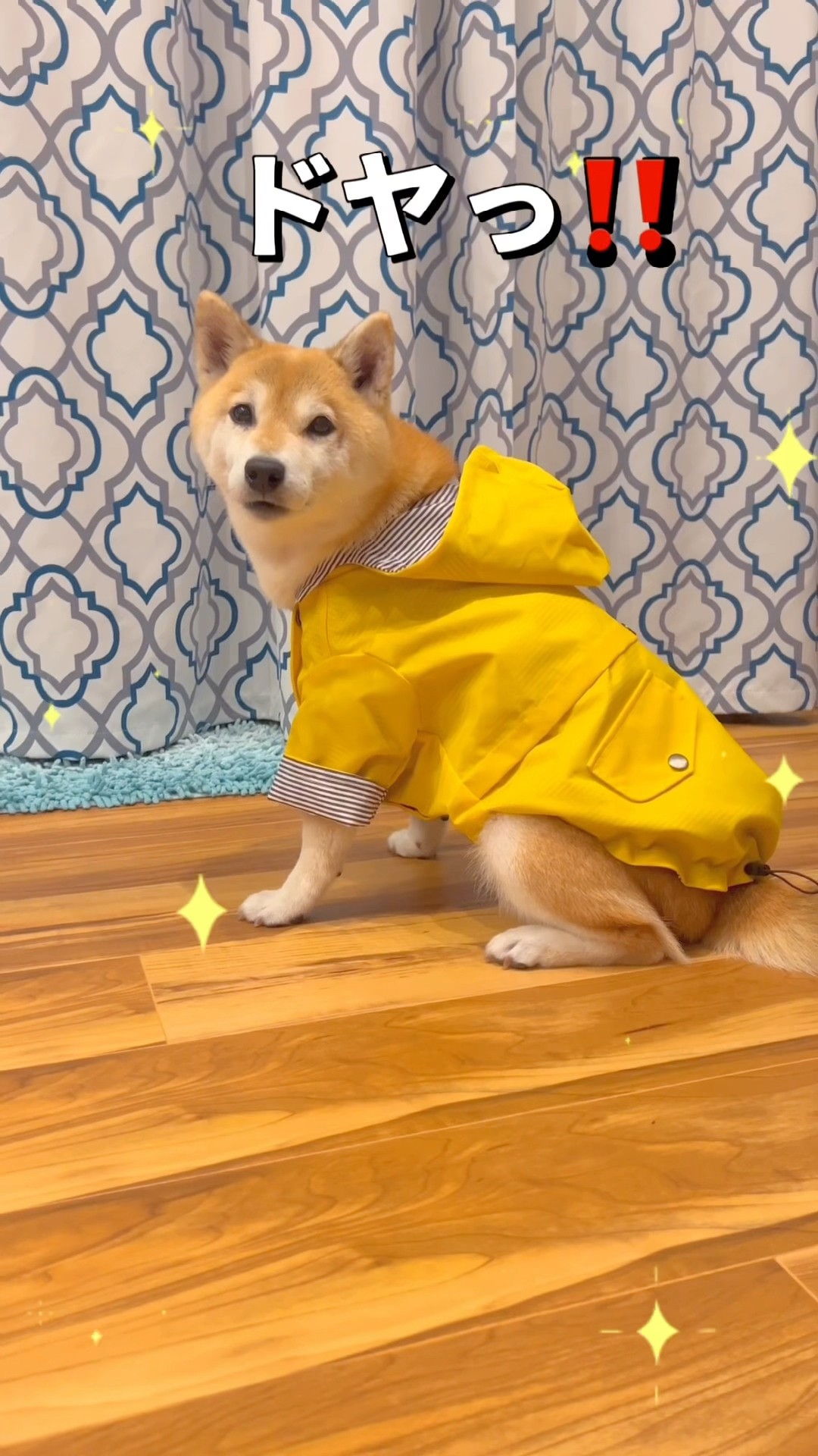 オニューのカッパ🐶❤️#柴犬 #shibainu #shorts – YouTube
