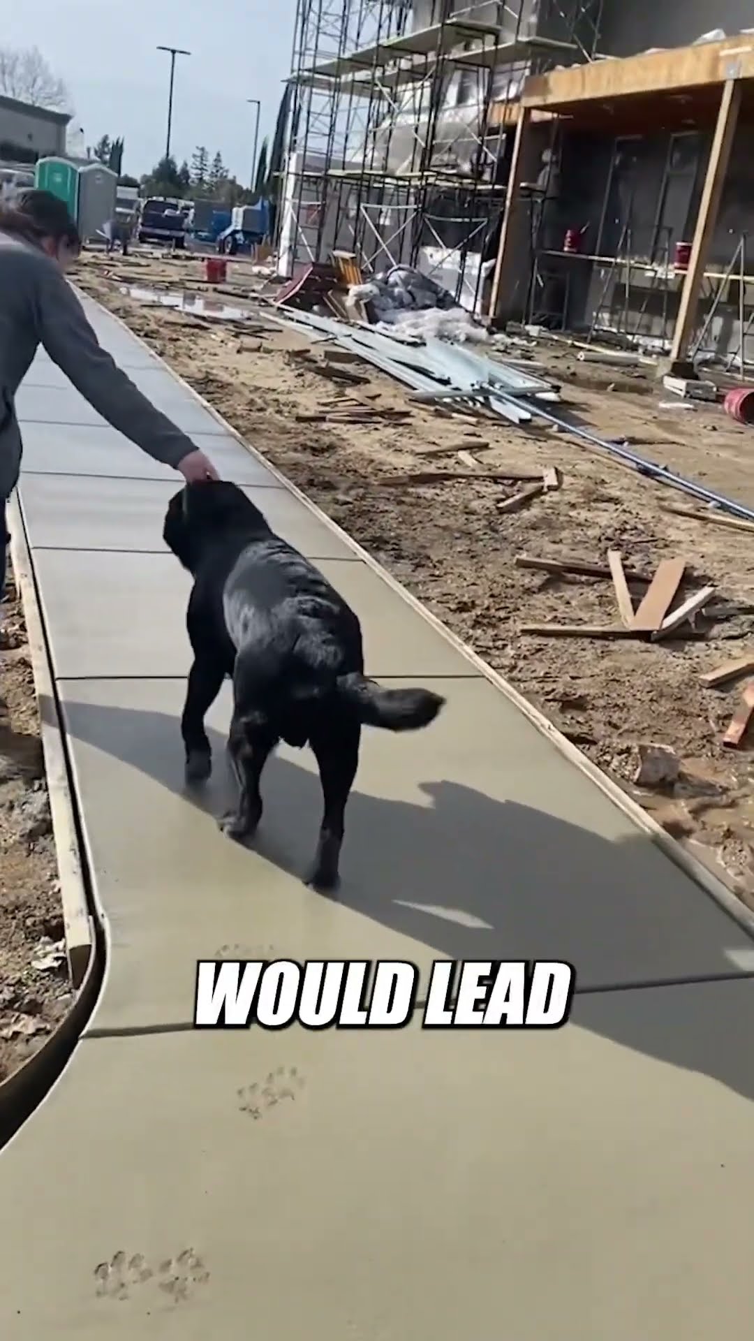 Her dog put his paw prints in the concrete 🐾 #shorts – YouTube