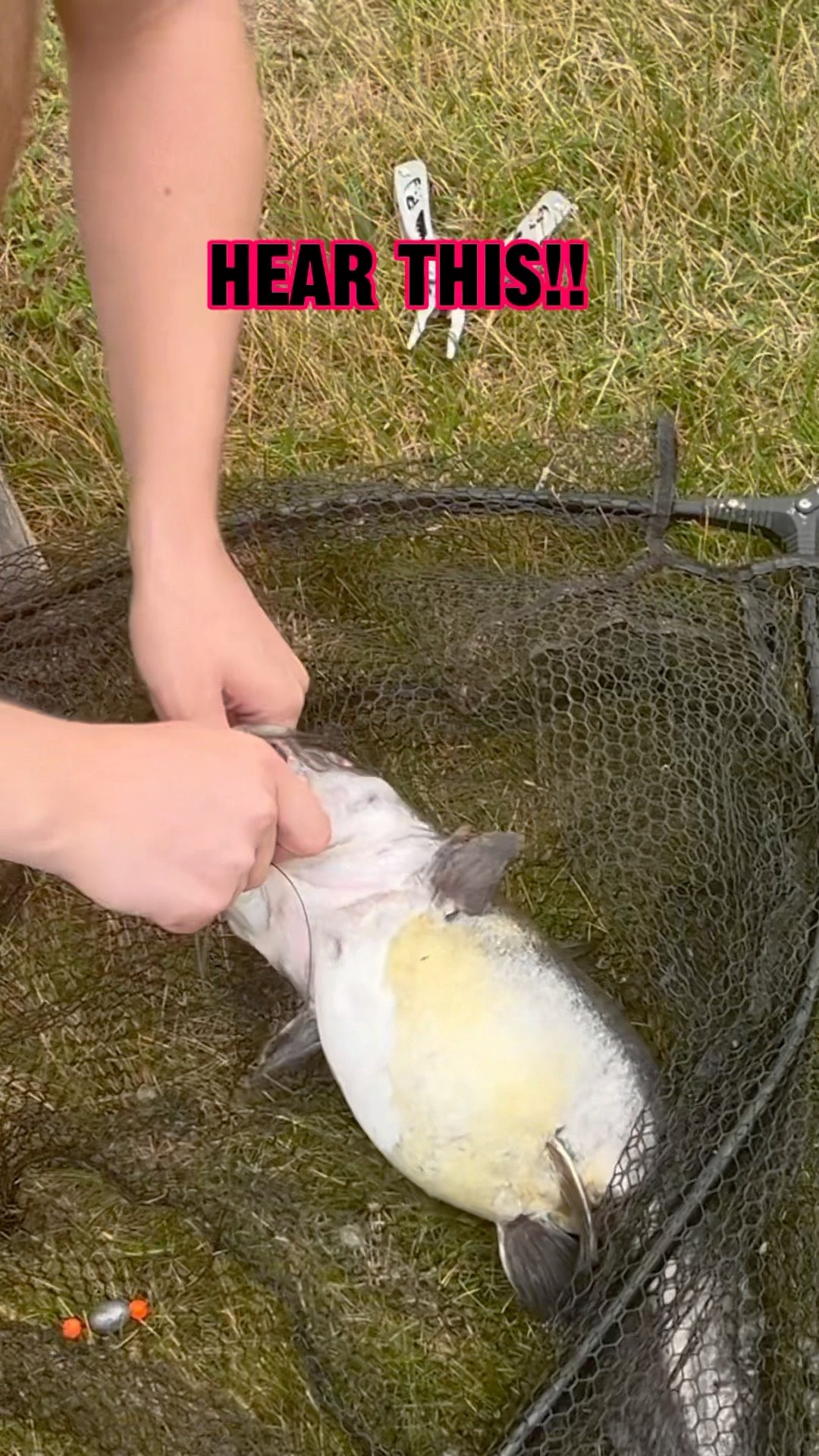 If You Like Catfishing – You NEED To Hear THIS! #shorts #fishing #catfish – YouTube