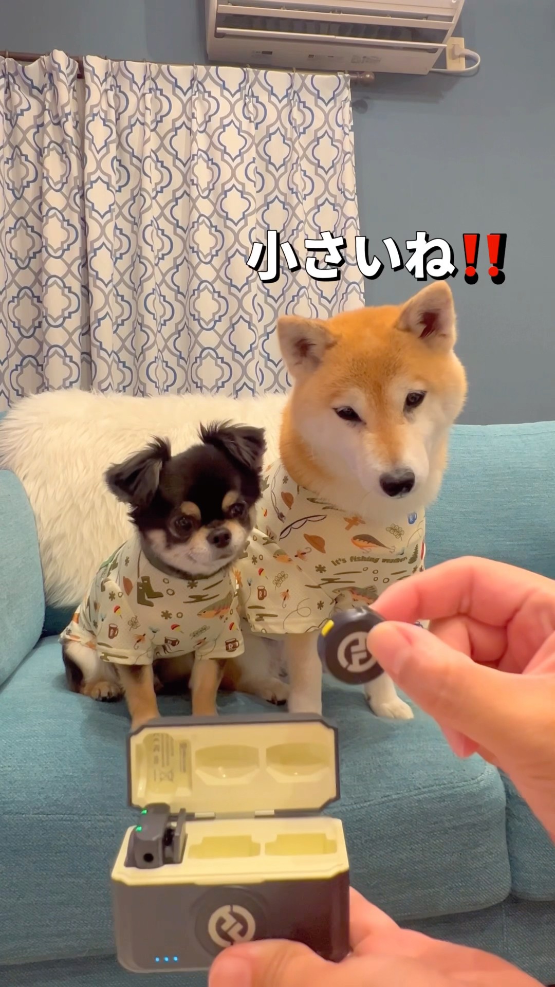 ASMR？🐶#柴犬 #チワワ #shorts – YouTube