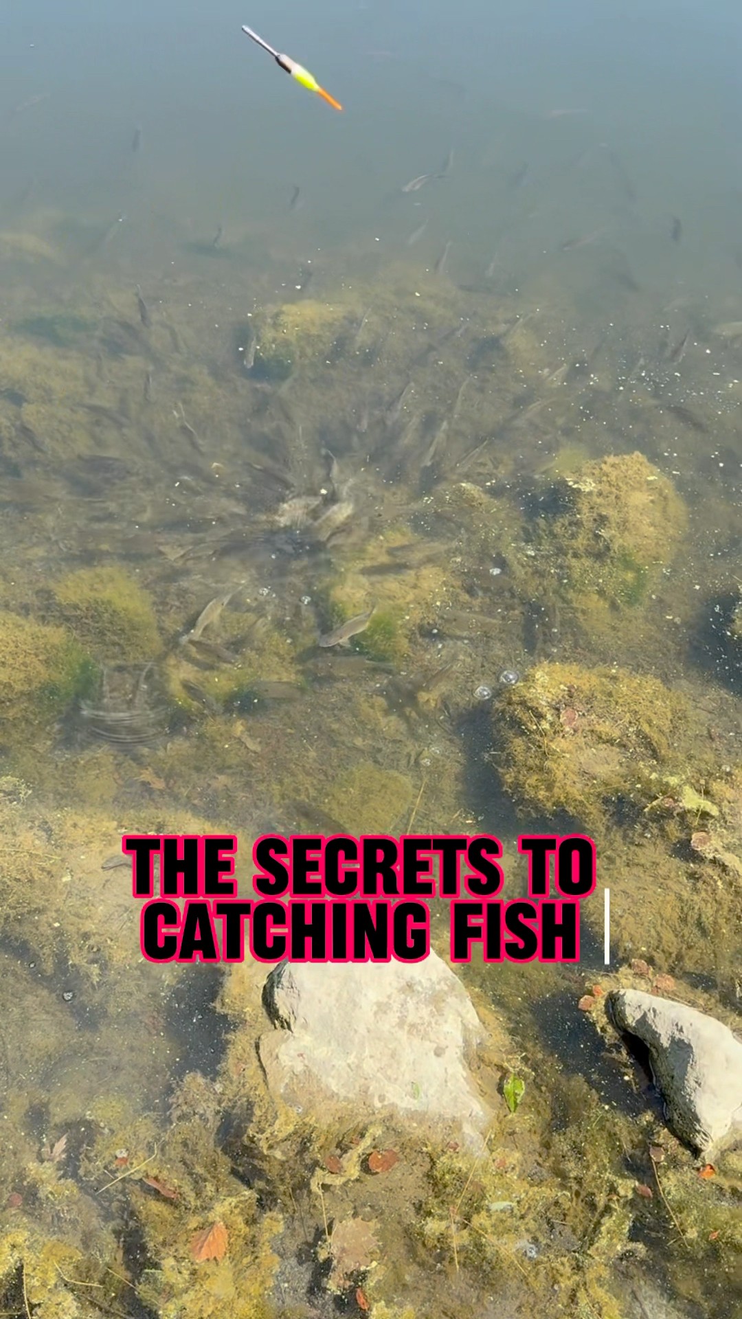 The SECRETS To Catching Fish EVERY Time! 🎣🐟 #shorts #fishing #fish – YouTube