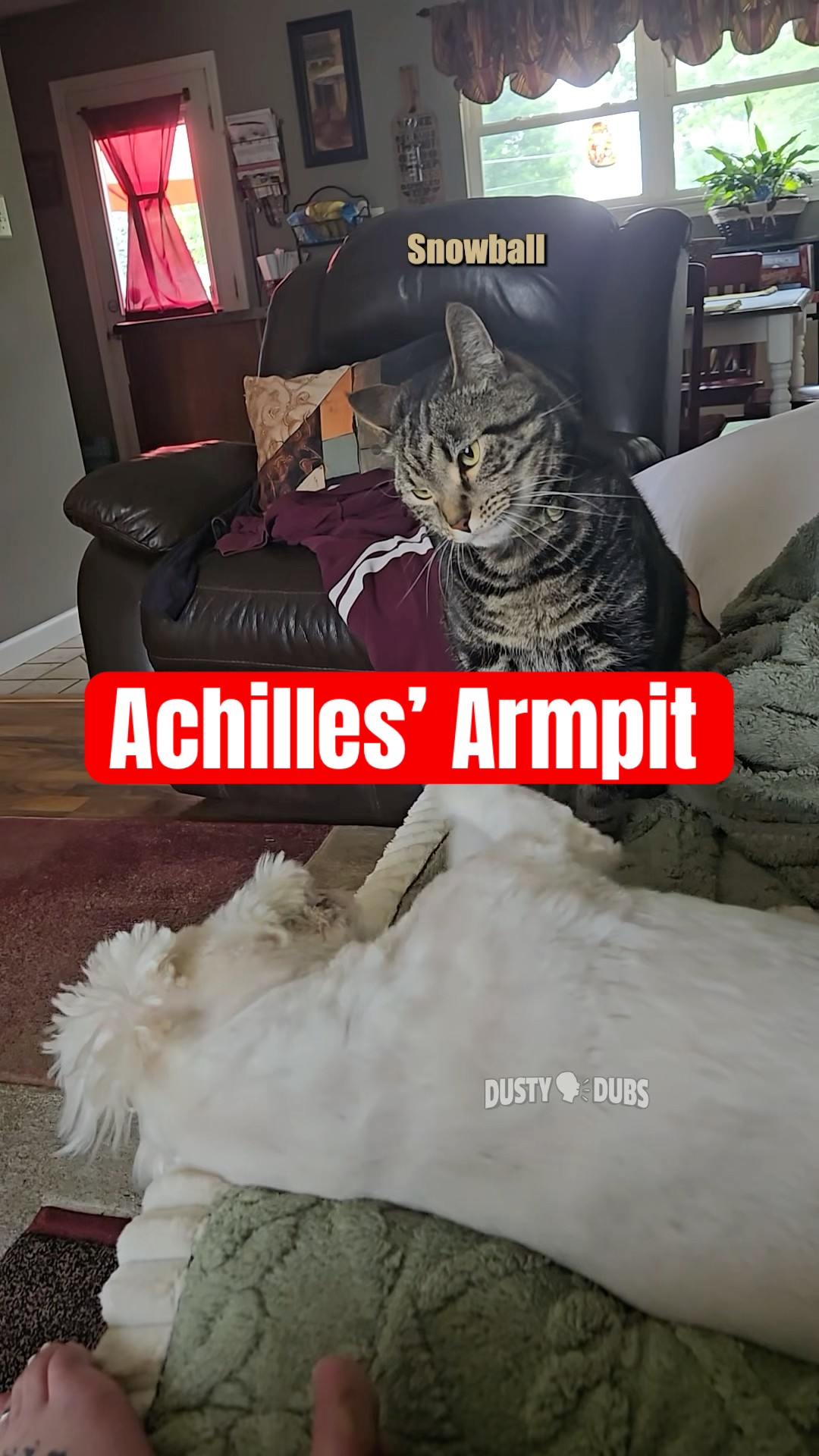 Achilles’ Armpit 🎥: website fan submission from Brooke Back #shorts – YouTube