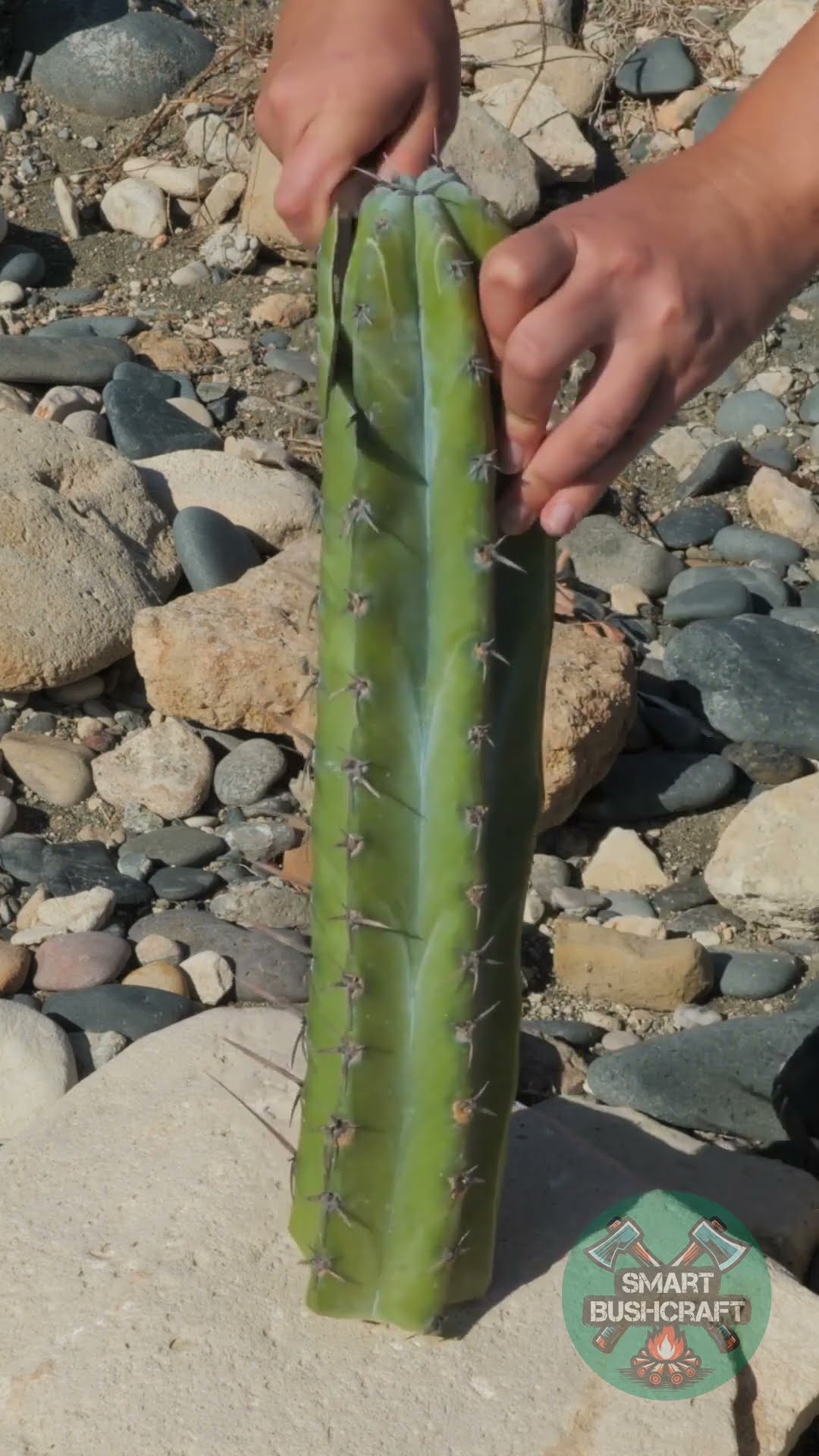 What's Hidden Inside This Cactus? 🌵👀 #shorts #fruit #natural #nature #survival #creativesurvival – YouTube