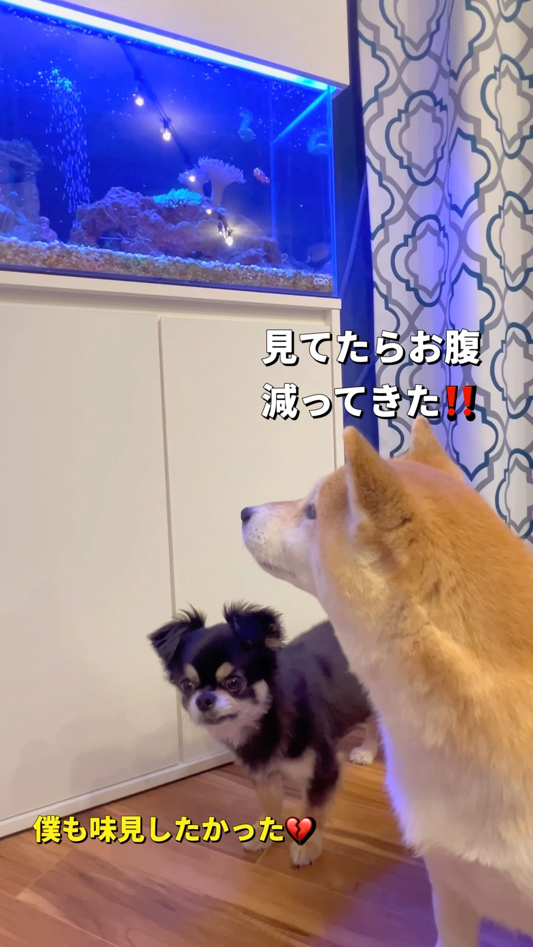ポンとチビの日課🐶🐶#柴犬 #チワワ #shorts – YouTube
