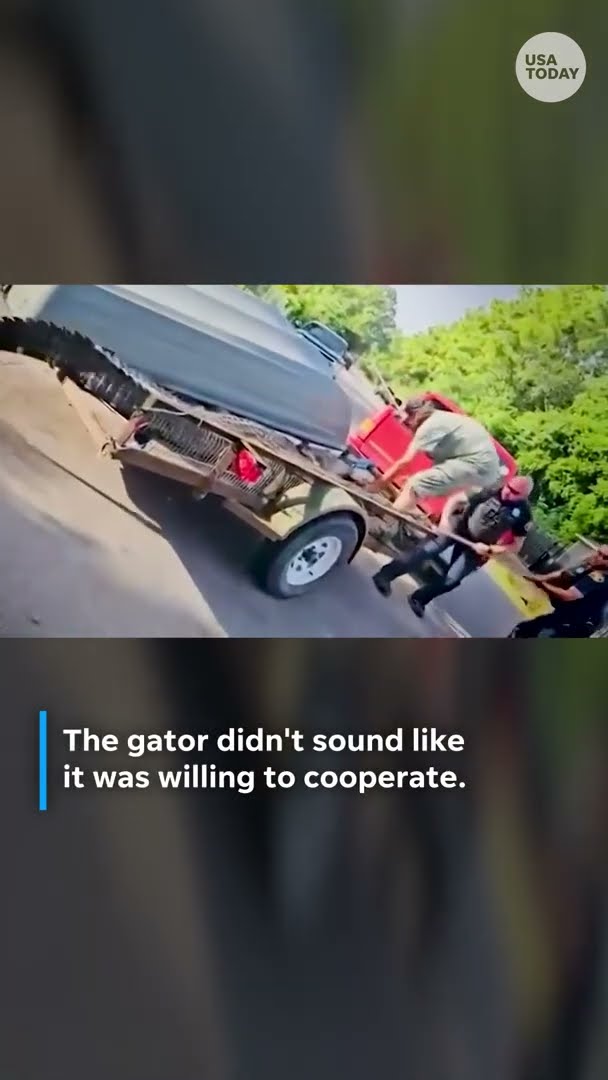 Alligator wrangled by deputies after wandering into front yard #Shorts – YouTube