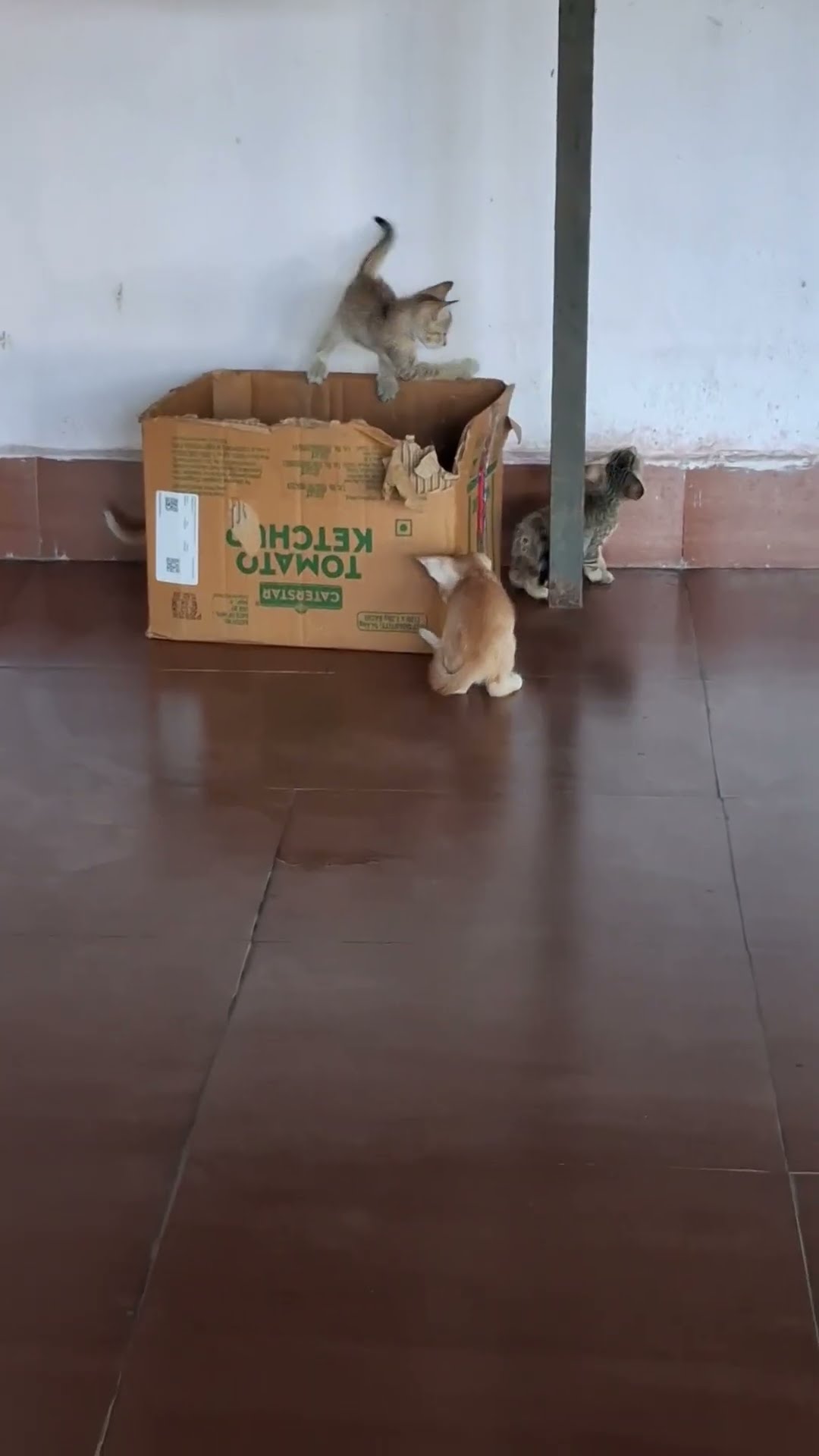 Cute kittens are playing #shorts #shortsfeed #catkivideo #cutecat #catvideo #billikivideo #billi – YouTube
