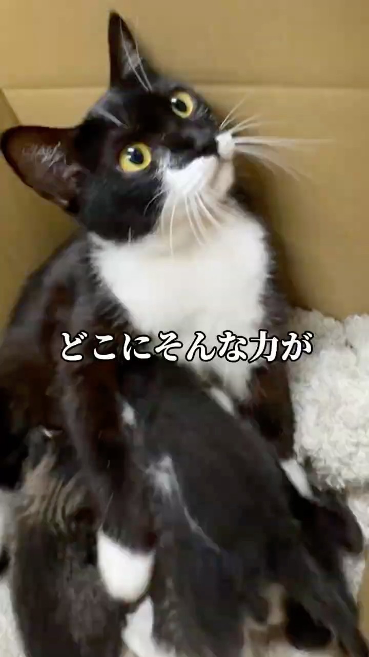 ただの野良猫ではなかった #shorts – YouTube
