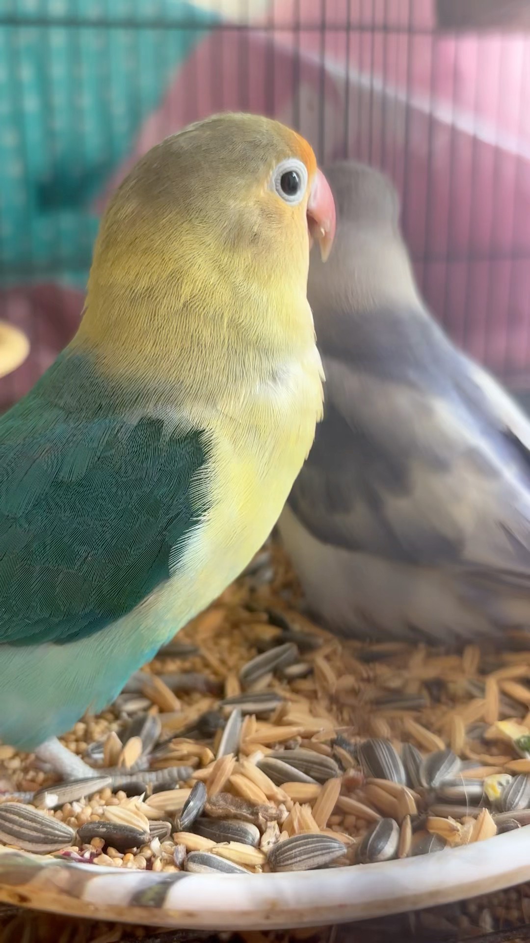 African lovebirds 🐦| #africanlovebirds #africanlovebirdbreeding #lovebirds #birds #ytshorts #shorts – YouTube