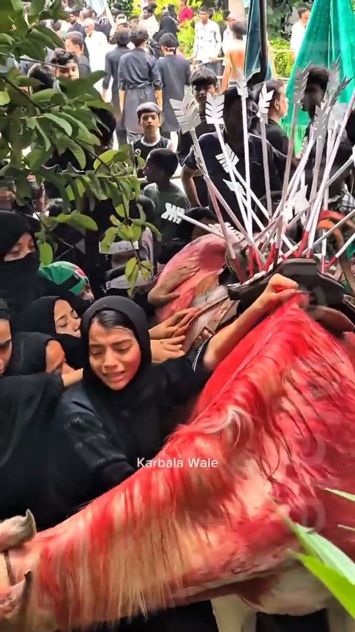 Zuljana Imam Hussain | #zuljana #zuljanah #zuljana #noha #zuljanaimamhussain #shortsfeed #shorts – YouTube