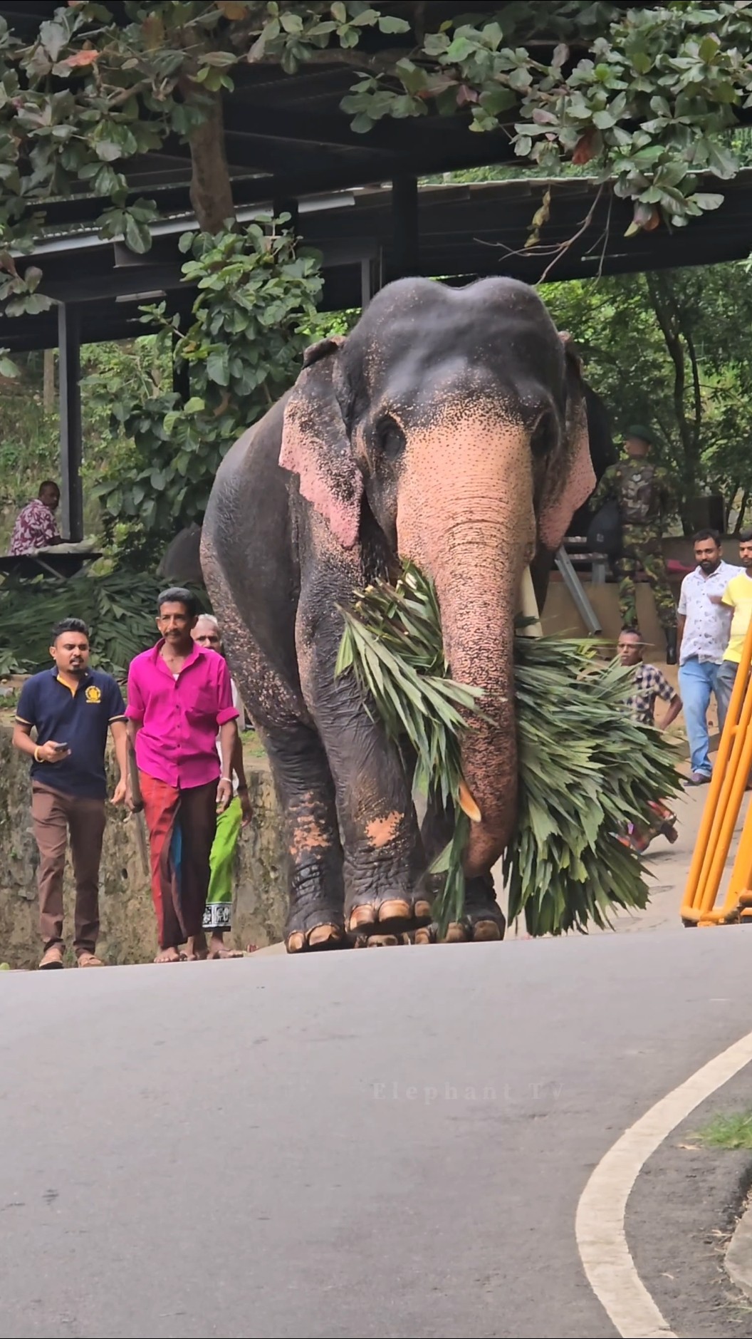 අද කන්ද උඩරට යුවරජගේ දවසයි|Sinha Raja #shortvideo #fyp #short #shorts – YouTube