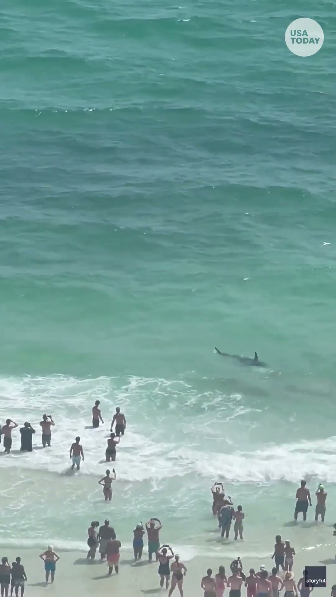 Watch shark and stingray fight near Florida beach #Shorts – YouTube