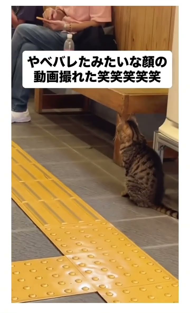ゆっくり振り返ってくるの可愛過ぎるw #shorts – YouTube