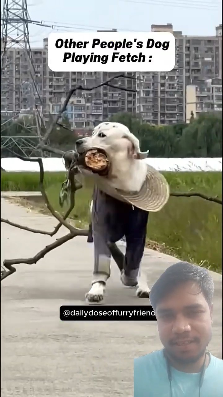Other People's Dogs Vs My Dog 😂 (pt.13) #shorts #dog – YouTube