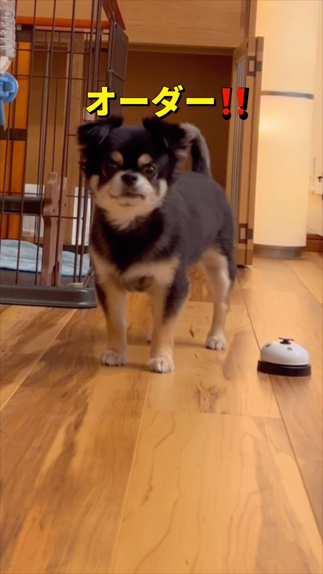 注文式🐶‼️#柴犬 #チワワ #shorts – YouTube