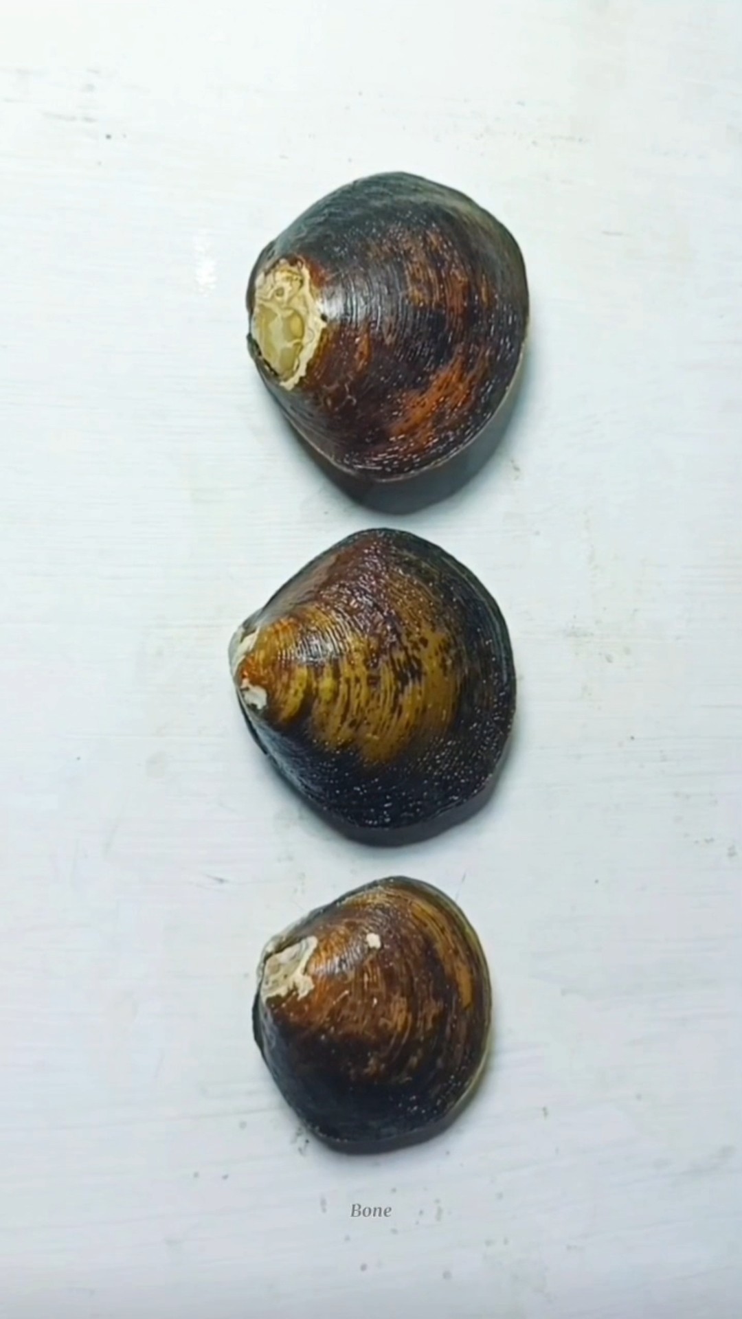 Part 2. Kerang kecap pedas #shorts #shortvideo #bone – YouTube