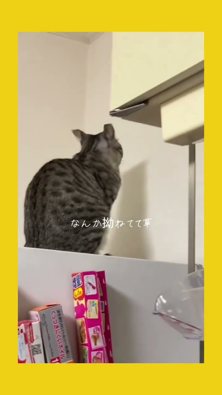 猫カフェから帰ってきたら今これw #shorts – YouTube