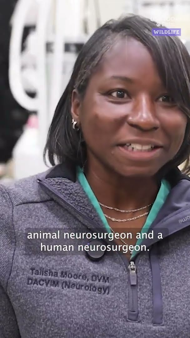 Watch historic surgery performed on chimp to remove a tumor #Shorts – YouTube