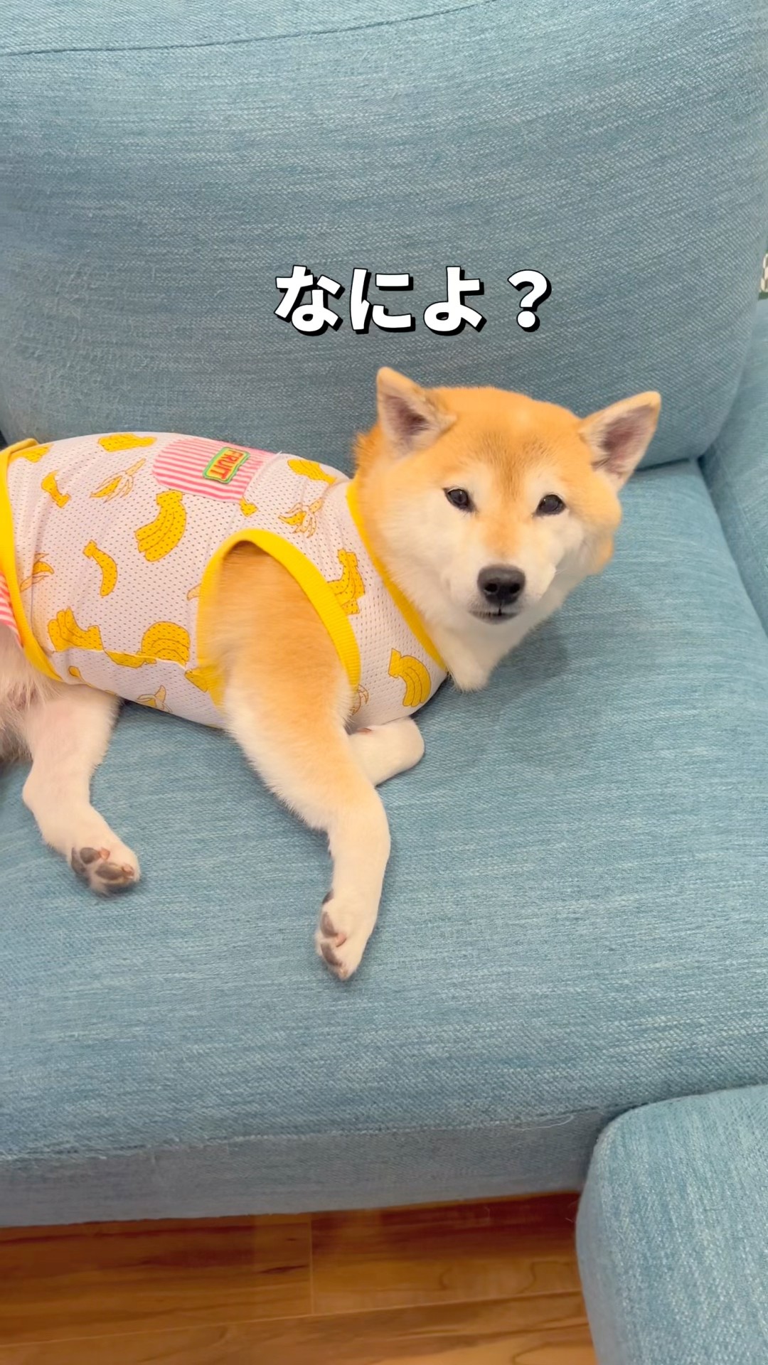 寝落ち🐶💤#柴犬 #shibainu #shorts – YouTube