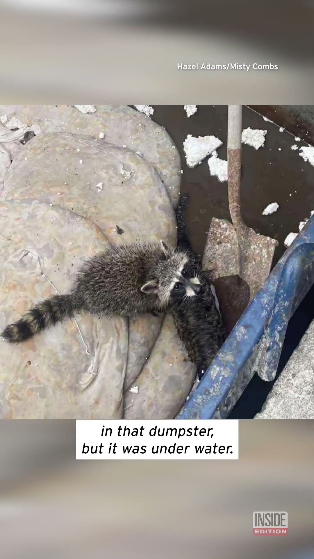 Kentucky Nurse Gives CPR To Moonshine-Drunk Raccoon  #shorts – YouTube