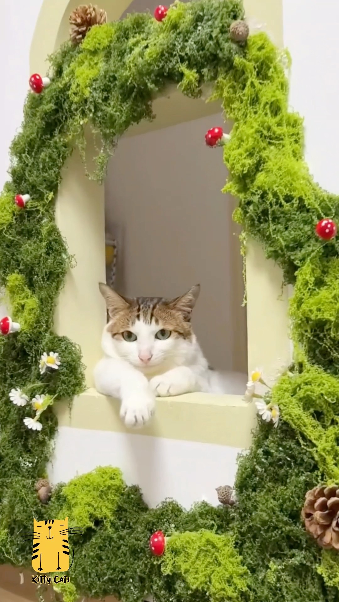 Funny Cat & Cute Kittens621😻 #shorts #kucing #kucinglucu #funny #pet #cat #foryou #viral #viralvideo – YouTube