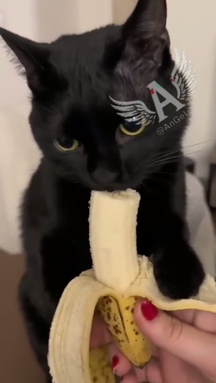 Si los gatos hablaran 🐱 Parte 109 #Shorts – YouTube