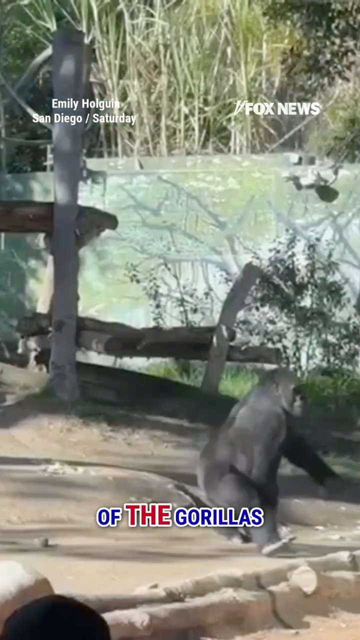 WATCH: Gorilla CRACKS GLASS at San Diego zoo #shorts #zoo #gorilla #foxnews #news #sandiego #animal – YouTube