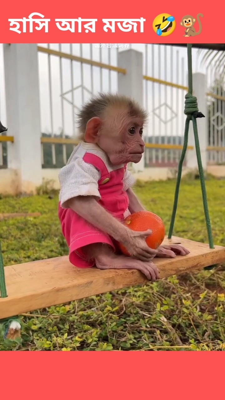 🤣 বাঁদর দলায় বসে কি করছে 🤣🐒 #monkeyfunnyvideo #comedy #shorts – YouTube