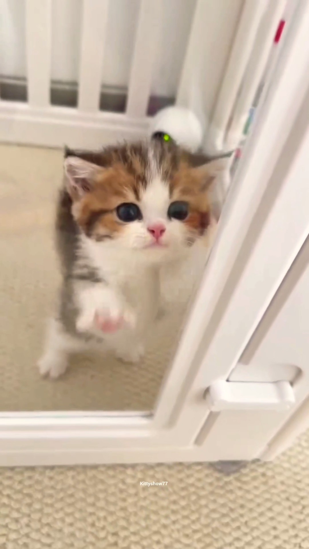 My little fur-ball of joy 😻💗 #cat #kitten #shorts #cute #meow – YouTube
