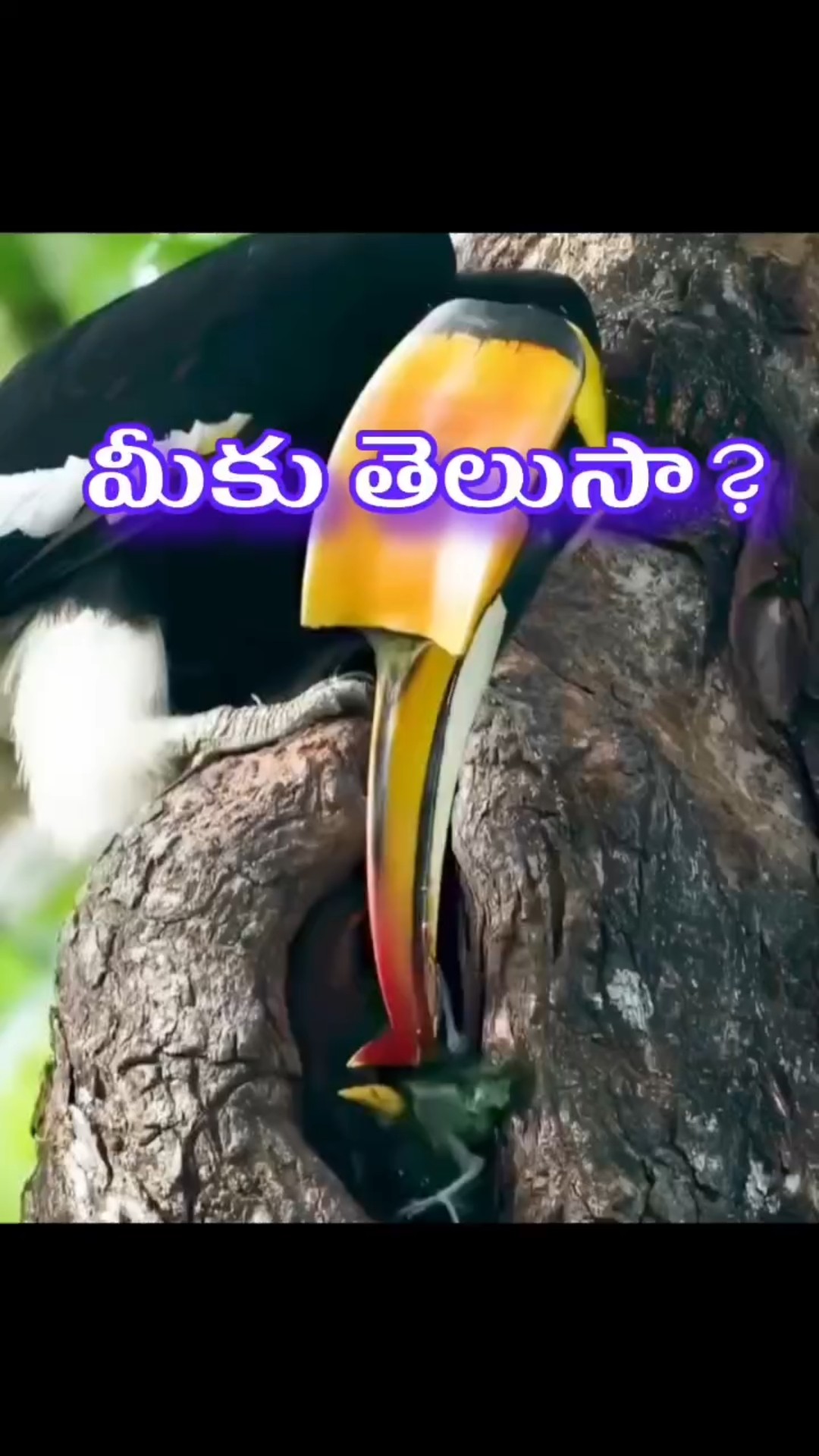 మీకు తెలుసా? ఈ పక్షి తన భార్యను చెట్టులో బంధించి కాపాడుతుంది! #shorts – YouTube