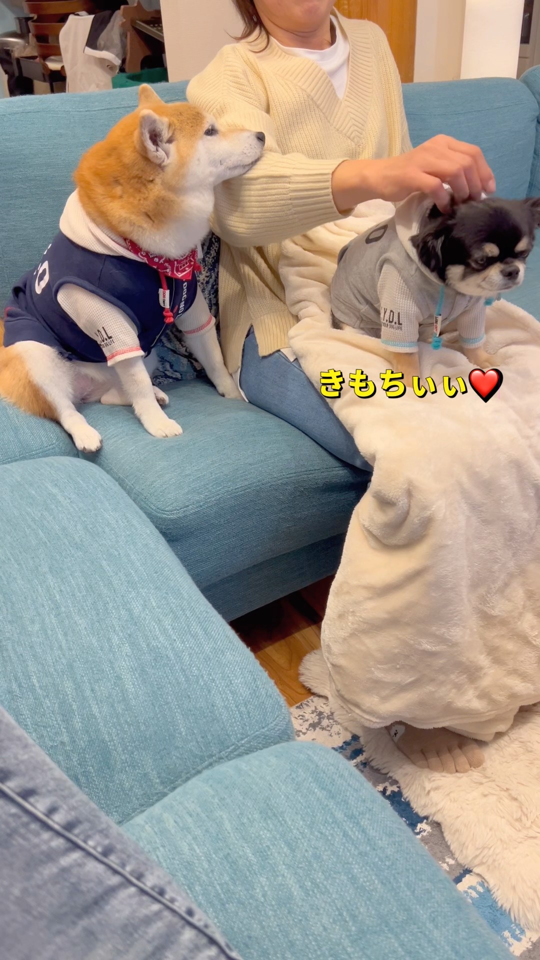 ばぁばが大好き🐶🐶❤️#柴犬 #チワワ #shorts – YouTube