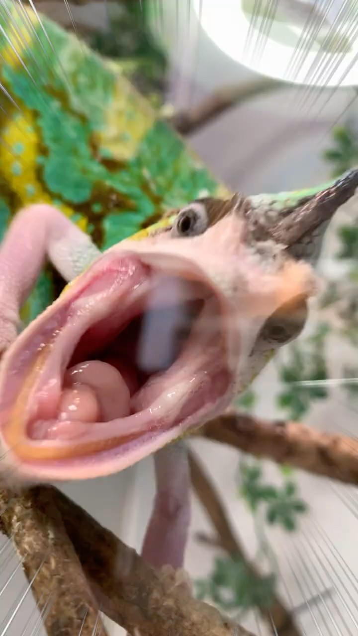 カメレオン、キレすぎちゃう…？ #爬虫類 #reptiles #shorts #chameleon #ふじぴこ – YouTube