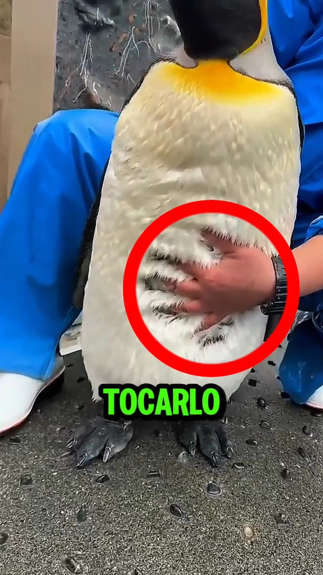¿Por qué no se debe tocar a los pingüinos? 😲🐧 #shorts #pingüino – YouTube