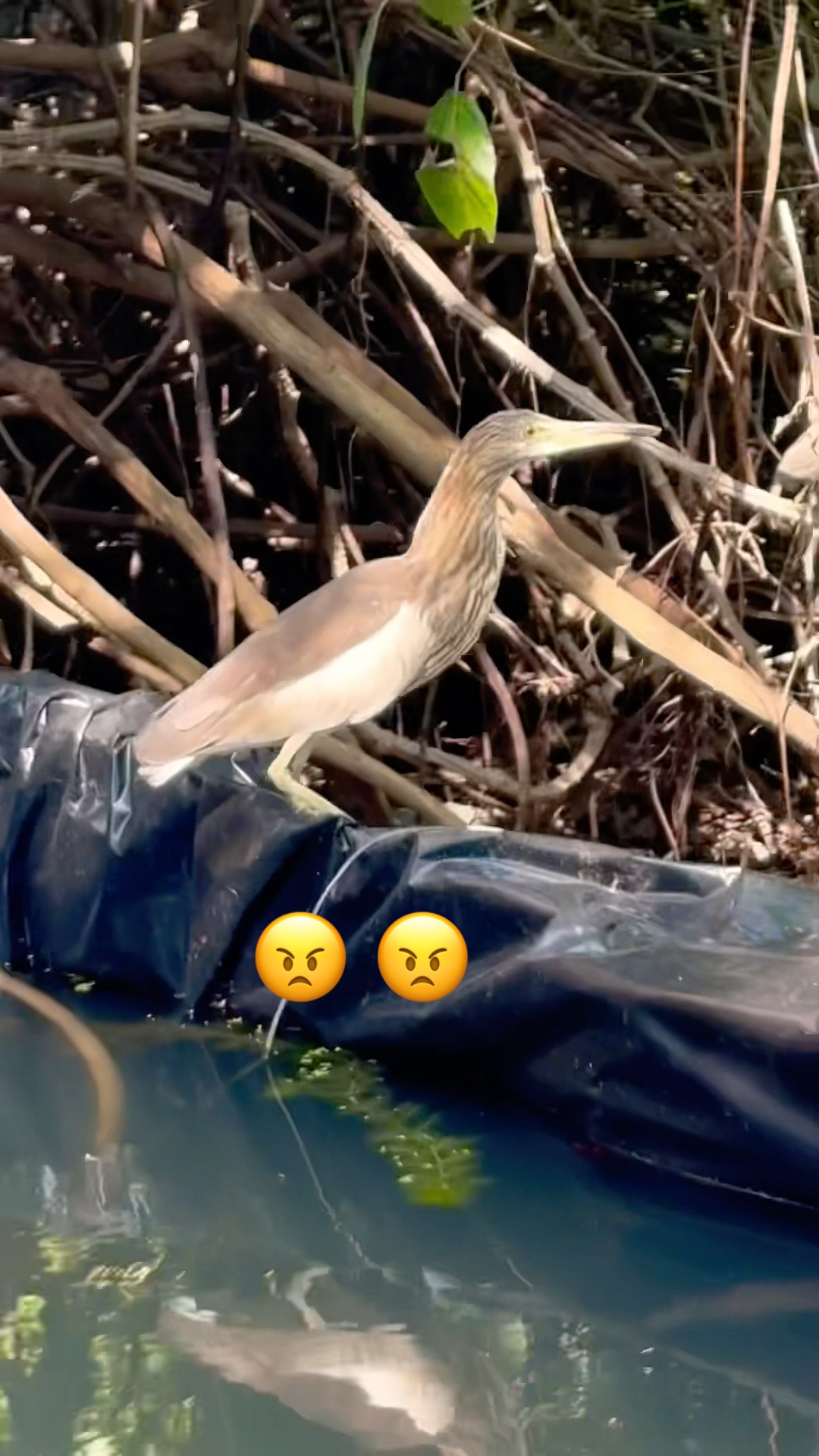 चिड़िया ने परेशान कर दिया है #shorts #viral #trending #fish #fishing #minivlog #birds #fishtank – YouTube