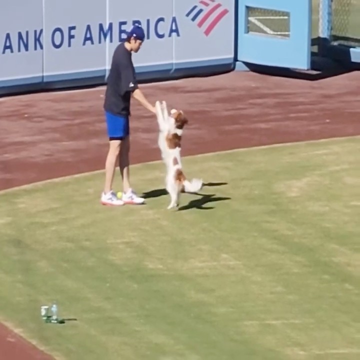 大谷とデコピンの朝の癒やし🐶⚾️ #shorts – YouTube