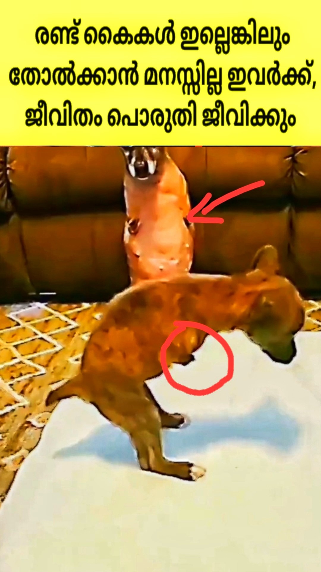 Inspiration Story of a Two-Legged Dog | Malayalam Facts #facts #shorts #viralmalayalam – YouTube