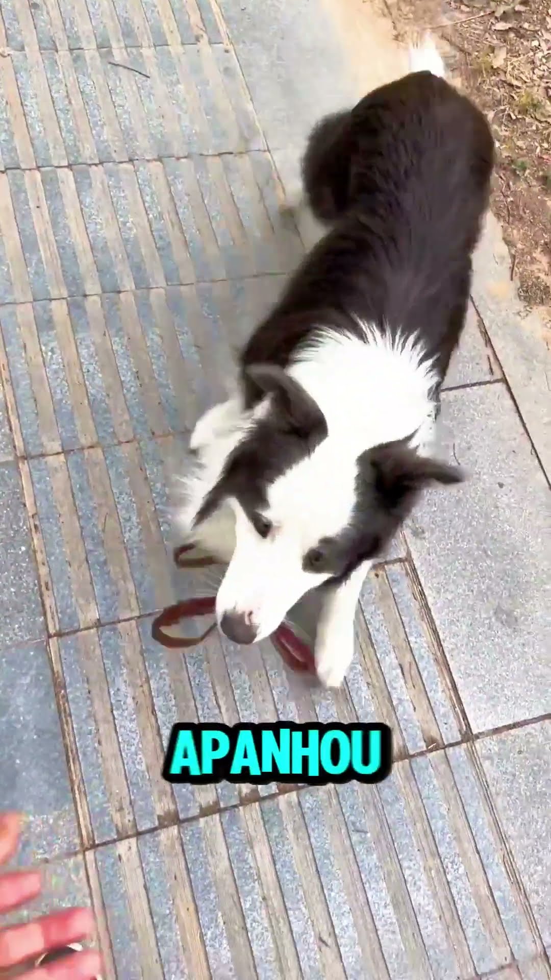 Esse cachorro surpreendeu seu dono com sua inteligência 🐶 #shorts #pets #animals #viral – YouTube