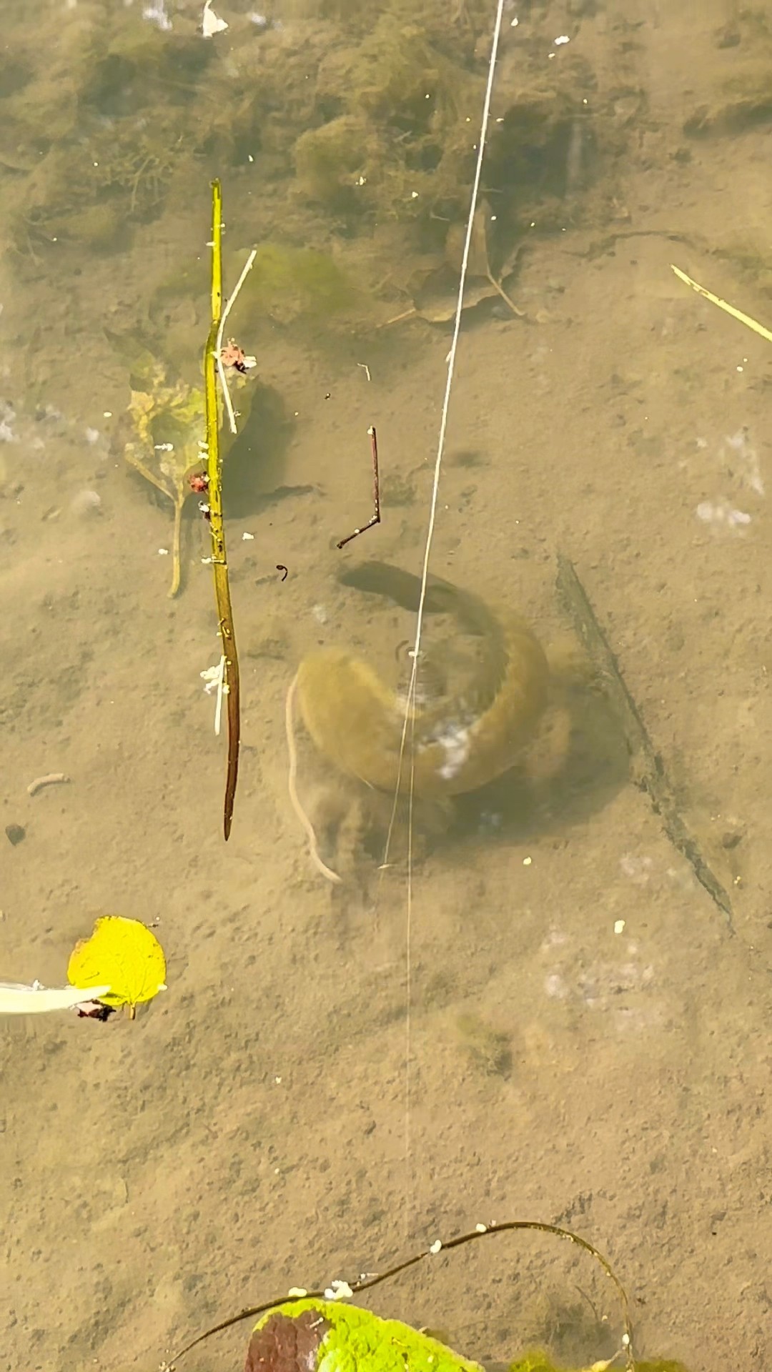 Snakehead का ग़ज़ब Attack #shorts #viral #trending #fishing #fish #minipond #snakeheadfish #attack – YouTube