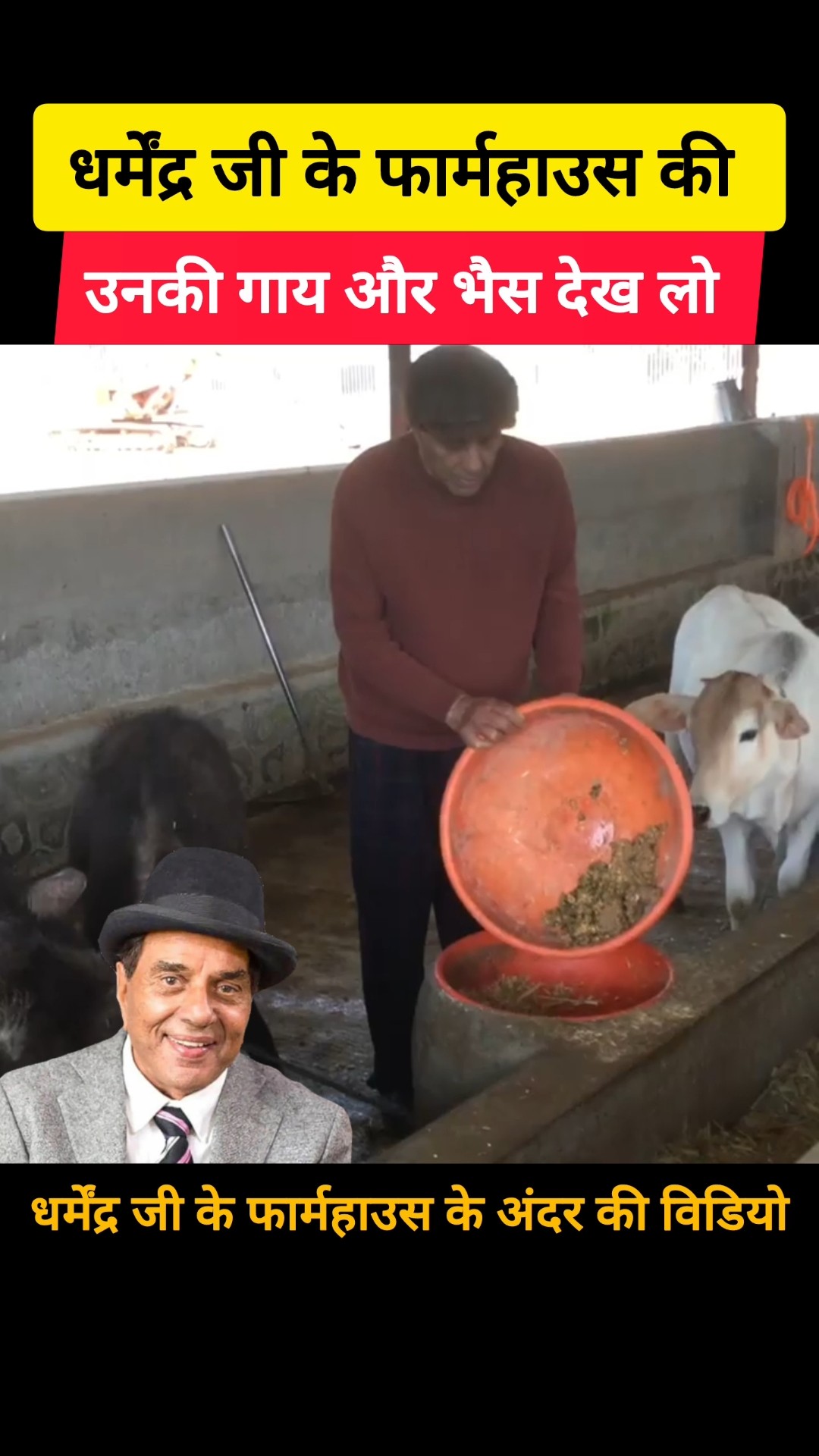 dharmendra farm house video | #dharmendra #farmhouse #shorts – YouTube