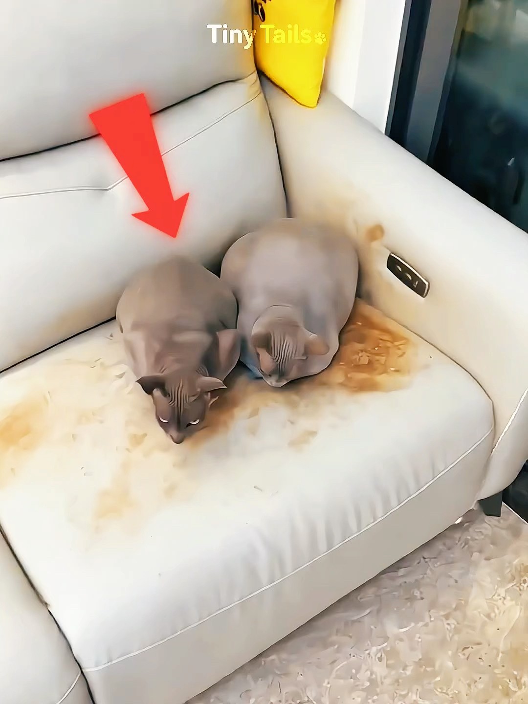 Never Get a Hairless Cat 😹🛁 #shorts – YouTube