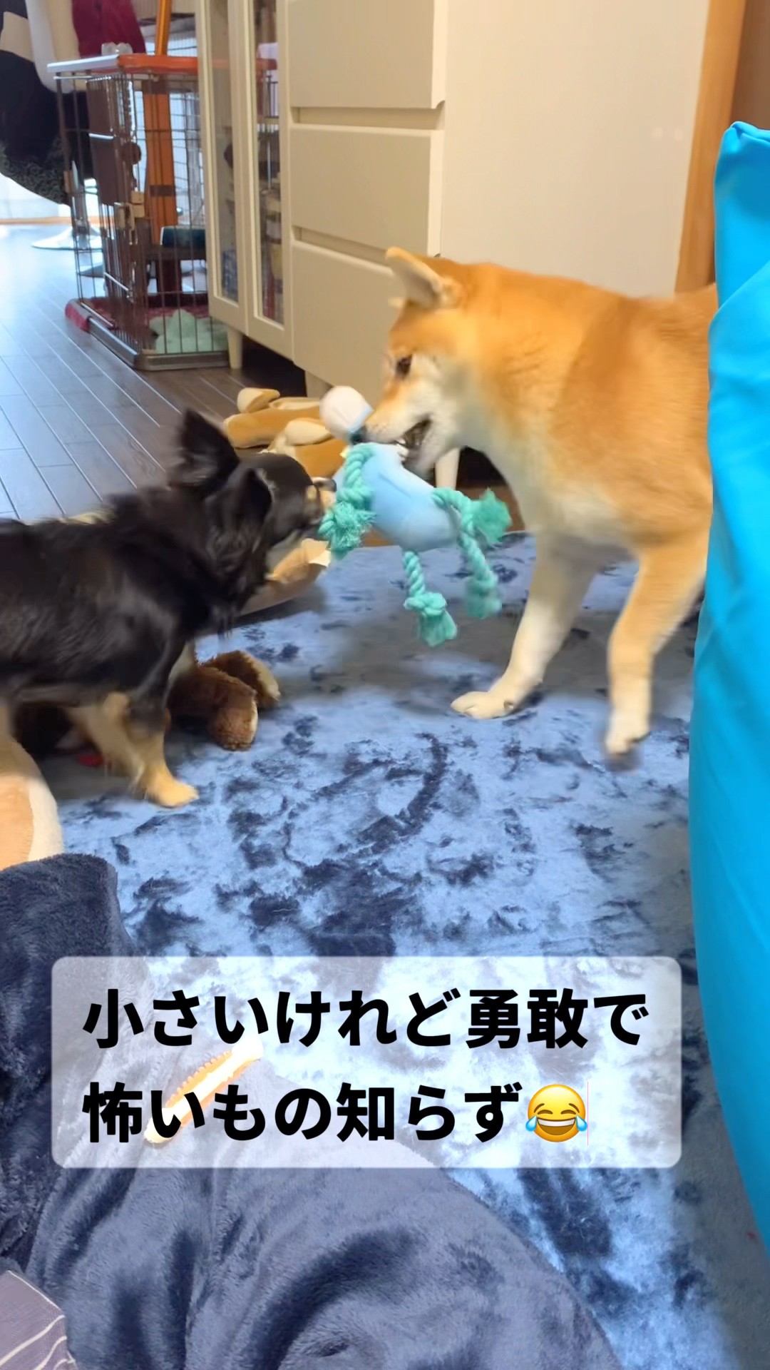 チビの成長記録🐶✨#柴犬 #チワワ #shorts – YouTube