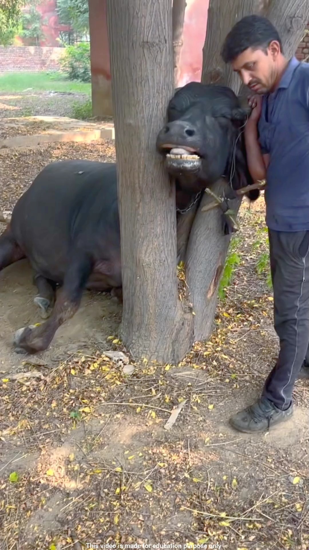 Remove the neck of the buffalo stuck in the wood | #shorts – YouTube