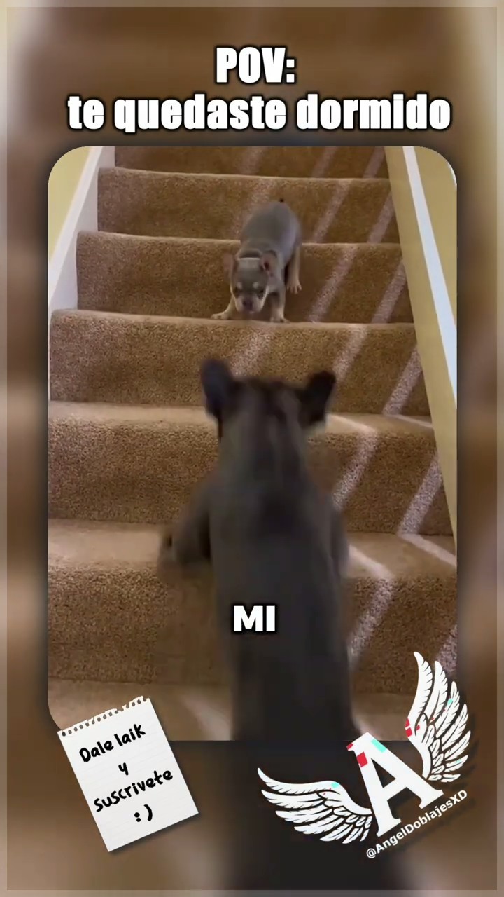 El perrito responsable 🐾 #shorts – YouTube