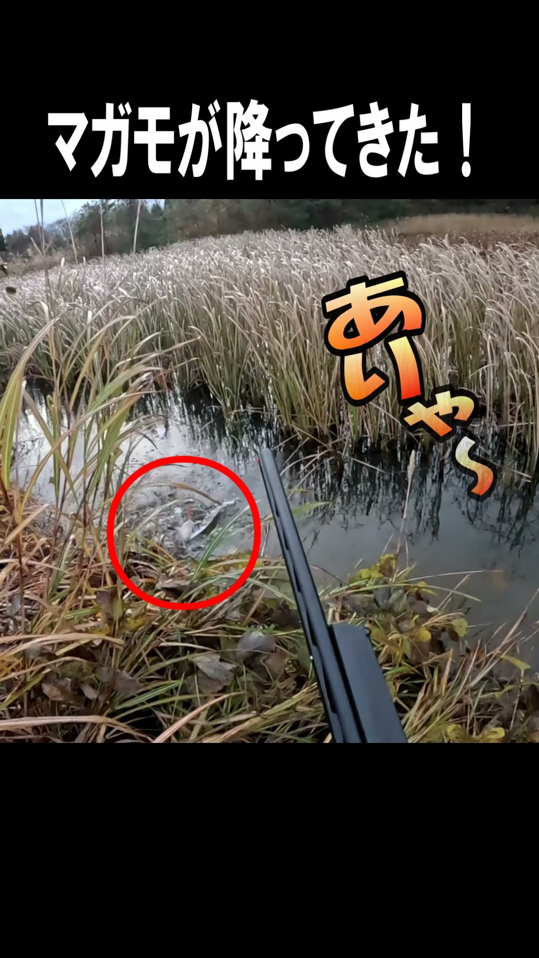 マガモが頭上から降ってきた　#shorts #カモ猟 – YouTube