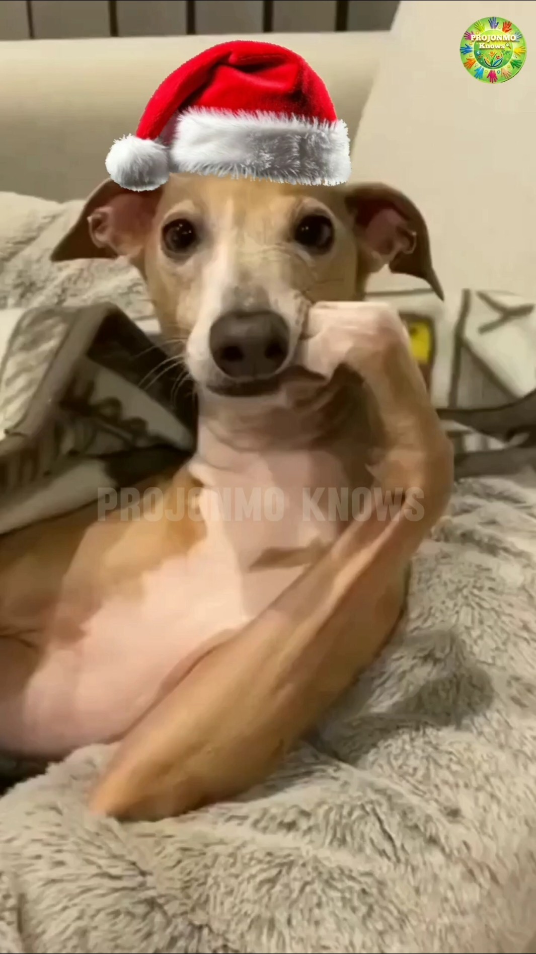 ১ মাস পটি ছাড়াই বেঁচে থাকা প্রাণী 😮| #shorts #vecna #animalfacts – YouTube