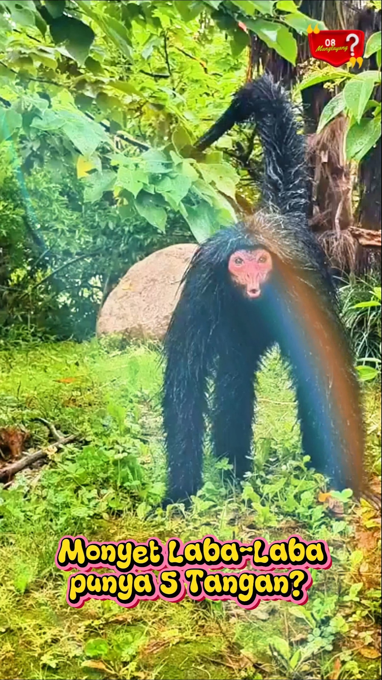 Kenapa Monyet Laba-Laba 🐒 Punya 5 Tangan? #shorts #spidermonkey #unik – YouTube